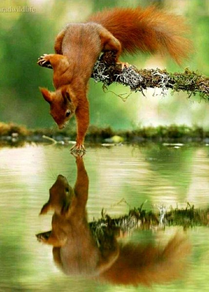 i (14)