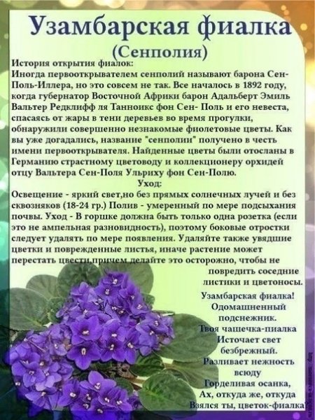 Узамбарская фиалка