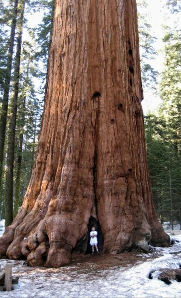 Вот это дерево!