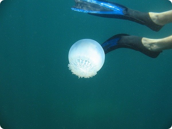 Корнерот Пушечное ядро