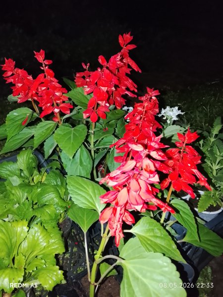 Сальвии