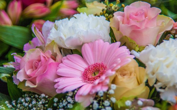 Blossom-plant-flower-petal