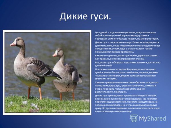 Дикие гуси