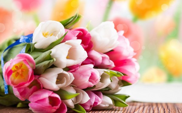 Flowers-nature-tulips
