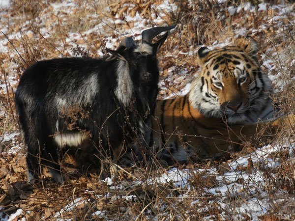 tigr 1