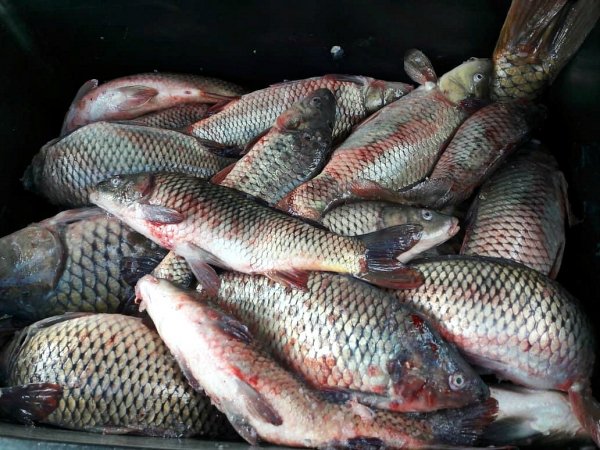 Карпик, скоро будет поджарка и уха