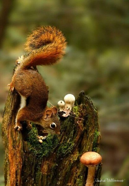 за грибочком