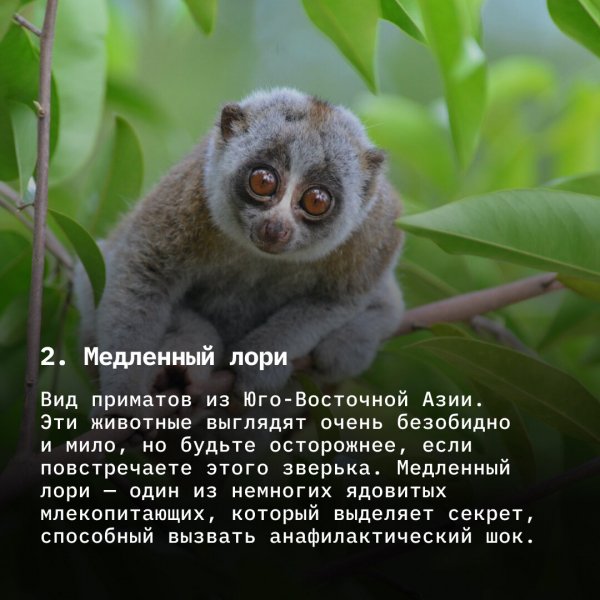 Медленный лори