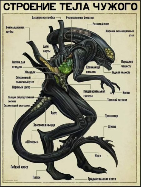 Анатомия чужого