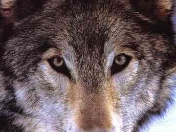 wolves 25