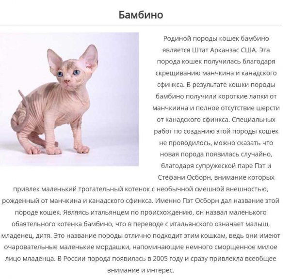 Бамбино