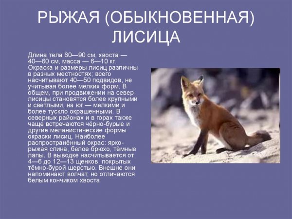 Рыжая (обыкновенная) лиса