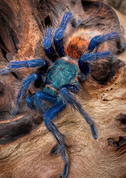f20110309103230-chromatopelma-cyaneopubescens9