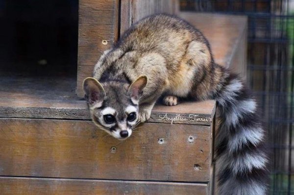 Кошачий енот