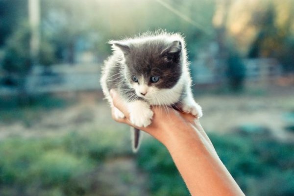 cats cats 94
