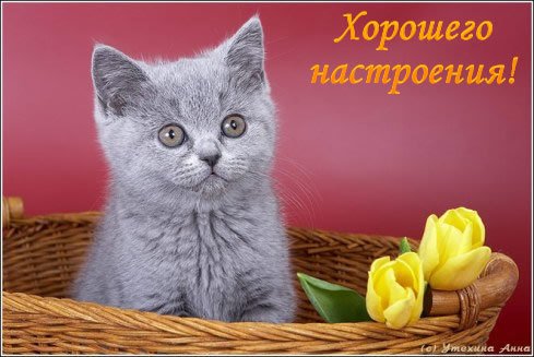 d1de0e740bb2351bced62a70fa