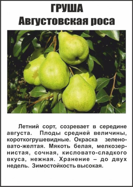Августовская роса