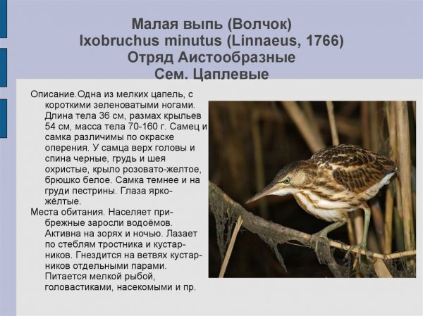Малая выпь