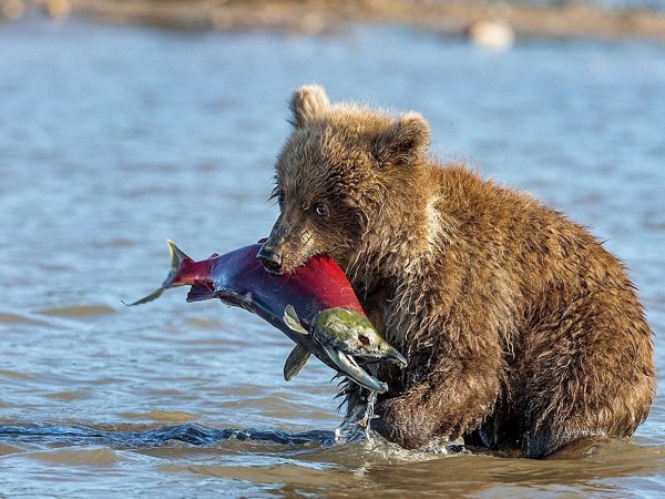 Малой знатный рыбак