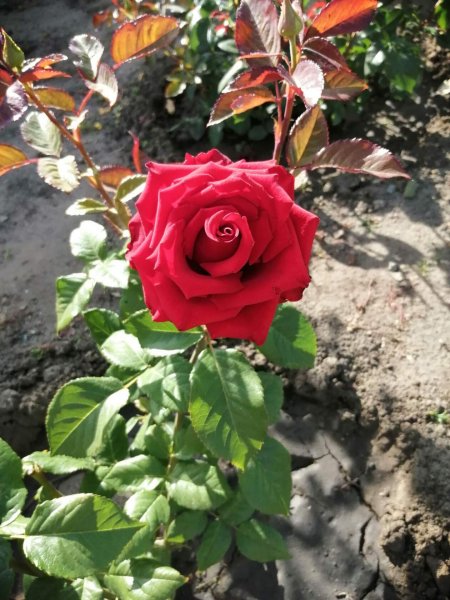 IMG 20220713 173916