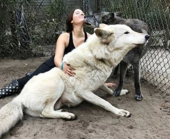 Северные волки