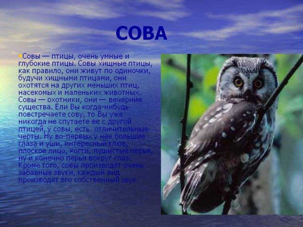 Сова
