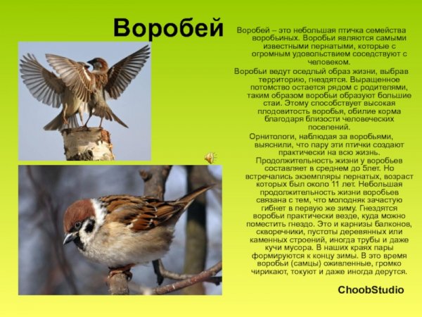 Воробей