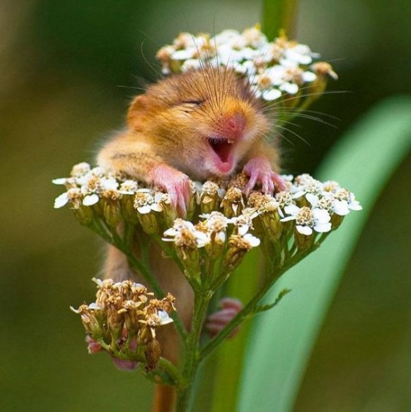 R3L8T8D-650-cute-smiling-animals