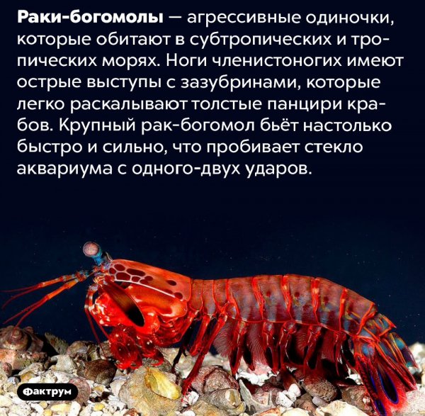 Раки - богомолы