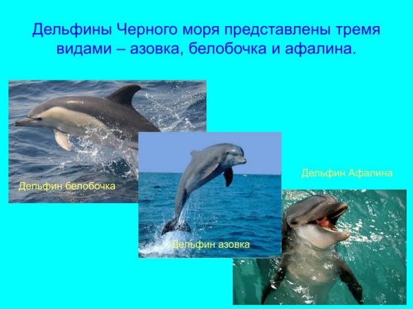 Дельфины Чёрного моря