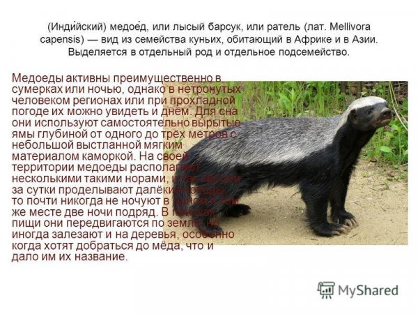 Индийский медоед