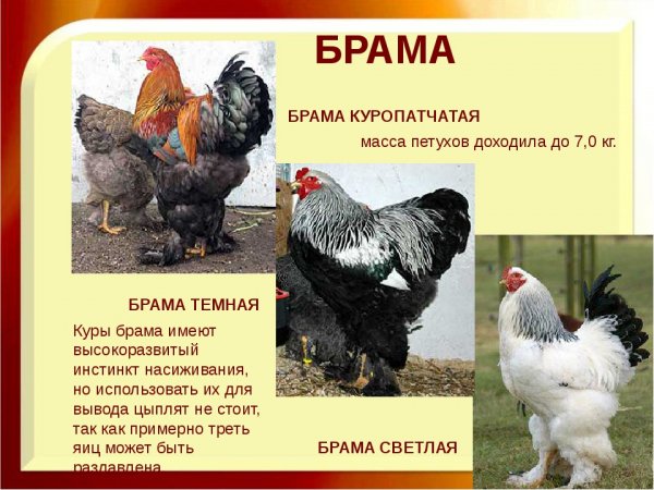 Брама