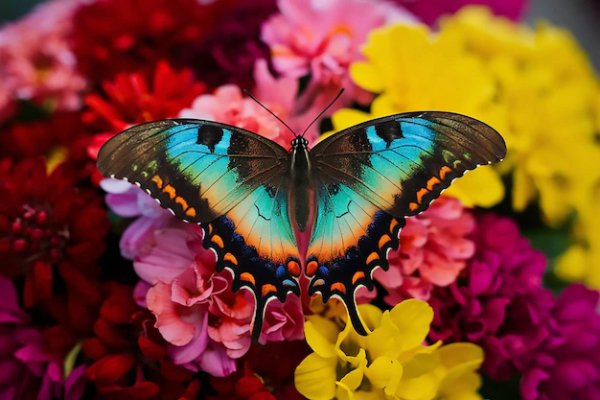 Butterfly-is-flower-grass 1278344-375