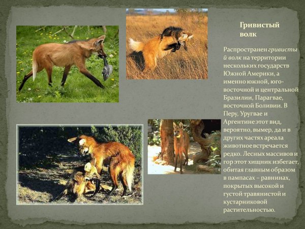 Гривистый волк