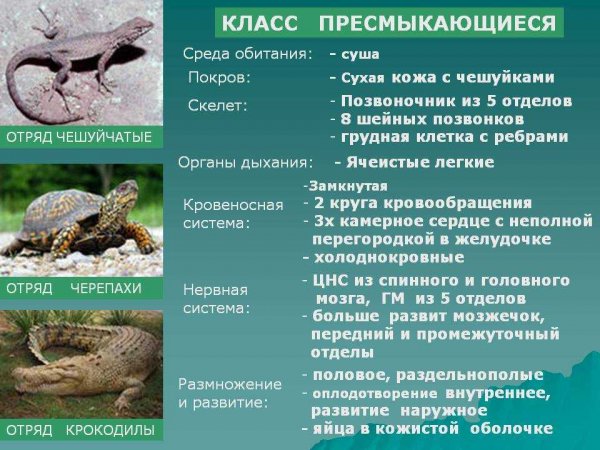 Класс пресмыкающиеся
