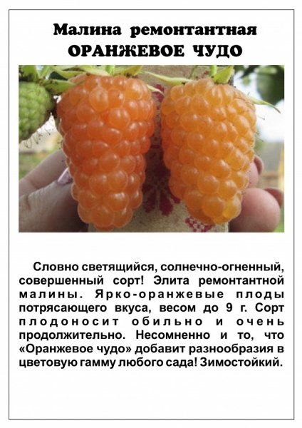 Оранжевое чудо