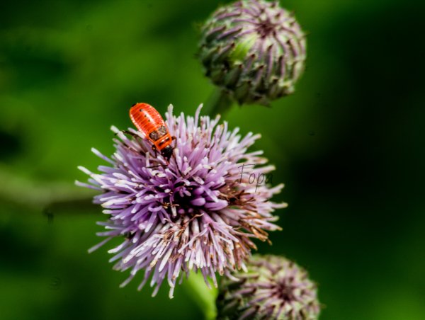 66a279ef6abc3 IMG 8040 edited