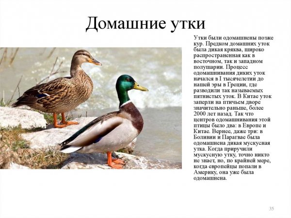 Домашние утки