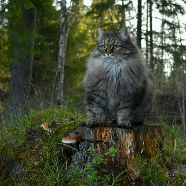 Кот баюн