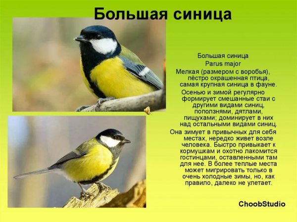 Большая синица