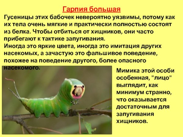 Гарпия большая