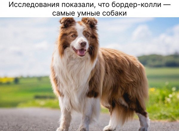 Умники