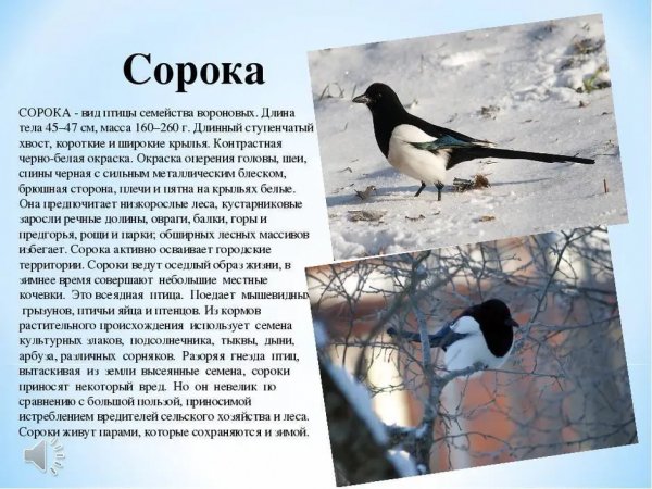 Сорока