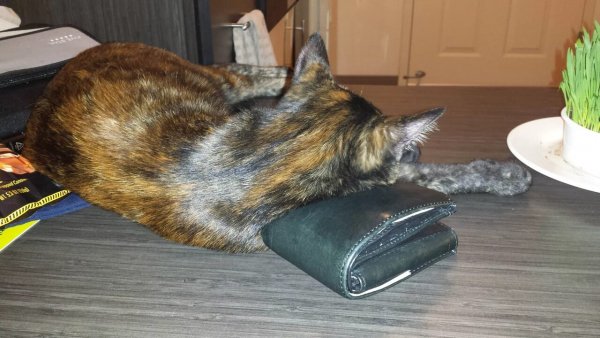 Говорят, кошки ложатся на больное место...