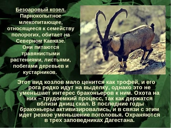 Безоаровый козел