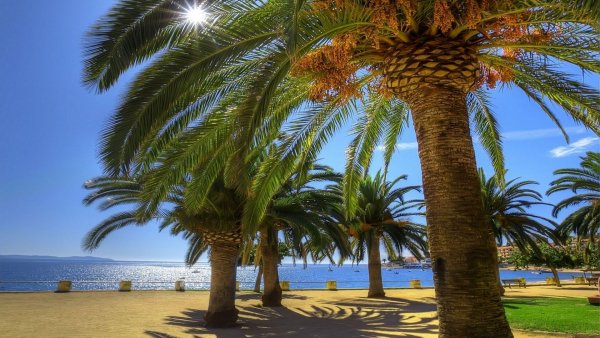 more-solnce-palmy