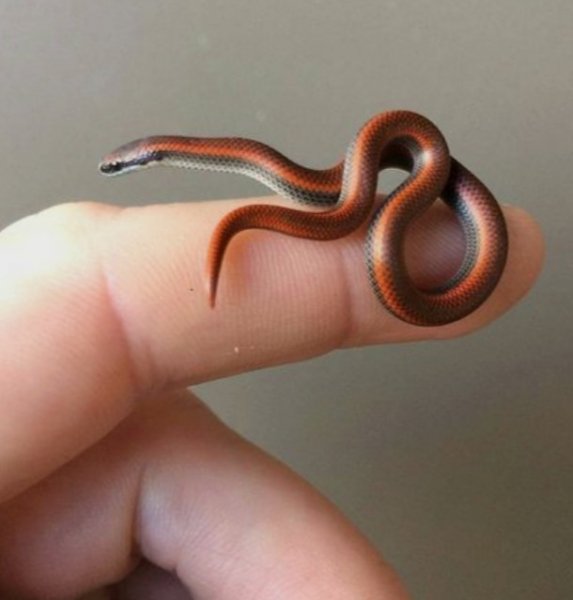 К.Красавица