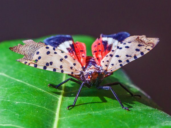 Insect-wings-green-leaf 1920x1440