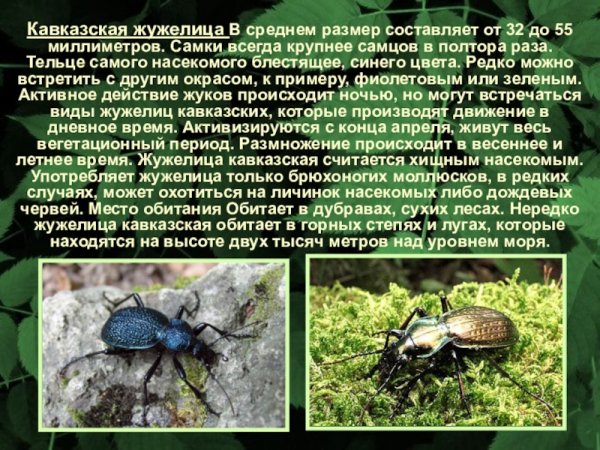 Кавказская жужелица