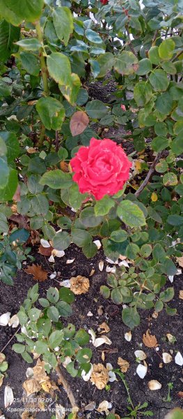 Анапа. Розы уходящей осени.